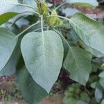 Nicotiana glaucaपत्ता