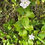 Vinca difformis Fuelha