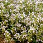 Thymus teucrioides Flower