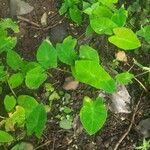 Colocasia antiquorum Leaf