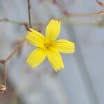 Lactuca viminea Blomma