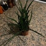 Dracaena stuckyi Yaprak