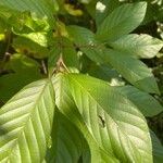 Frangula caroliniana Leaf
