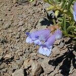 Penstemon speciosus Alkat (teljes növény)