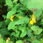 Impatiens noli-tangere Flower