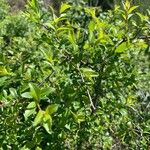 Rhamnus saxatilisBlatt