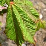 Acer caudatum Хабит