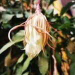 Epiphyllum oxypetalum Kvet