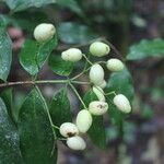 Myrcia splendens Fruit