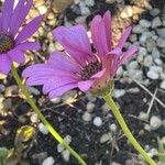 Dimorphotheca jucunda Çiçek