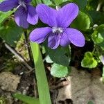Viola riviniana Květ