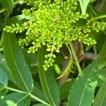 Rhus glabra Ліст