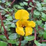 Impatiens repens Fiore