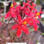 Epidendrum ibaguense Virág