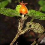 Hymenocoleus hirsutus Fruit