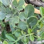 Limonia acidissima Folha