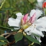 Rhododendron horlickianum