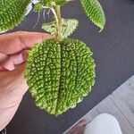 Pilea mollis Frunză