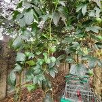 Passiflora cinnabarina Hoja