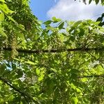 Acer cissifolium Folha