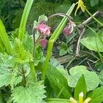 Geum rivale Lorea