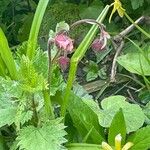 Geum rivale Blüte