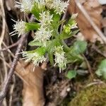 Petasites paradoxusFlor