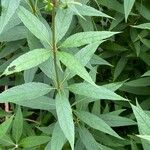 Veronicastrum virginicum Leaf