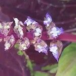 Coleus scutellarioides Flower