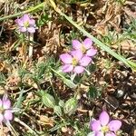 Spergularia rubra Flor