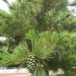 Pinus armandi Liść