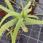 Aloe arborescens Folio