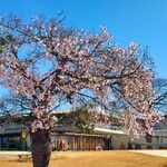 Ceiba glaziovii Flor
