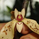 Neostenanthera neurosericea Flower