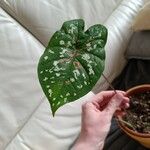 Caladium bicolorBlad