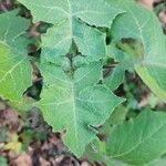 Polymnia canadensis Leaf