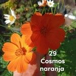 Cosmos sulphureusHostoa