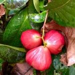 Syzygium malaccenseFruit