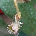 Saxifraga longifolia Fruit