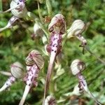 Himantoglossum adriaticum Flower