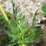 Erodium botrys Hoja
