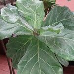 Ficus lyrata Leaf