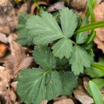 Geum aleppicumLeaf