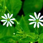 Stellaria nemorum Floare