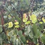 Bauhinia purpurea Feuille