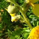 Verbascum phlomoides Rhisgl