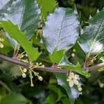 Ilex meserveae Rinde