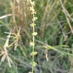 Rumex brownii ফুল