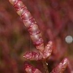 Salicornia procumbens Sonstige