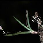 Ionopsis satyrioides Fleur